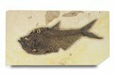 Large, Fossil Fish (Diplomystus) - Green River Formation #292367-1